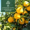 Meine Orangerie Yuzu Baum- Citrus Junos - 110-130cm - Produktbild-Vorschau 4