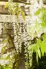 Wisteria sinensis 'Alba', Chinesischer Blauregen, weiß, Produktbild-Vorschau 12