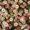 Margherita Erigeron karvinskianus – 6 piante – 10-25 cm – Ø Anteprima dell’immagine prodotto 1