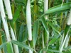 Stauden Gänge 3 x Fargesia robusta 'Pingwu' im C2 Topf - Produktbild-Vorschau 4