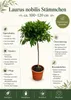 Laurus Nobilis – vavřín, keřík 100–120 cm, pravý vavřín, Náhled obrázku produktu 2