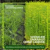 Gelbsenf Gründünger 2 kg Produktbild-Vorschau 3
