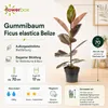 Gummibaum - pflegeleichte Zimmerpflanze, Ficus elastica Produktbild-Vorschau 7
