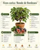 Ficus carica Ronde de Bordeaux 70–100 cm figovník Náhľad obrázku produktu 2
