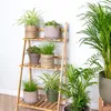 Bloomique - 6er-Set - Haustierfreundliche Pflanzen - Produktbild-Vorschau 6