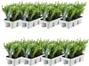 Ilex crenata 'Jenny' | 48 Stücke - 15cm - Ø7cm - Produktbild-Vorschau 5