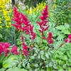 Bloomique - Zestaw 6 sztuk - Astilbe Fanal - Tawuła Podgląd zdjęcia produktu 3