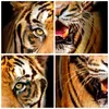 Wanduhr - Rund - Glasuhr - tiger tier - 40x40cm - Produktbild-Vorschau 8