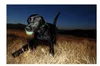 Chuckit! Dog Hračka Max Glow M 2ks Náhľad obrázku produktu 4