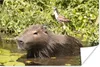 MuchoWow® Poster Ein Wasserschwein sitzt im Wasser mit Produktbild-Vorschau 1