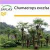 SAFLAX - konopná palma - Chamaerops excelsa - 10 Semena Náhled obrázku produktu 7