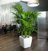 A large potted plant in a white planter sits on a dark wooden floor in front of a dining area with tables and chairs. Náhled obrázku produktu