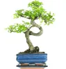 Bonsai Baum mit Keramik Blumentopf - Ligustrum, Ficus, Produktbild-Vorschau 1