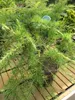 Cedrus deodara Golden Horizon - Himalaya-Zeder Golden Produktbild-Vorschau 2