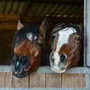 ALLSPAN 24kg Einstreu Weichholzgranulat German Horse Super Produktbild-Vorschau 5