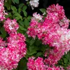 GreenboutiQ - Rispenhortensie - Hydrangea panniculata Pink Produktbild-Vorschau 4