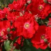 Růže  - Růže Kordes Eleganza® - Růže 'Roter Korsar'® Náhled obrázku produktu 2