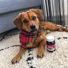 Omni Biotic Cat & Dog Pulver 60 g Anteprima dell’immagine prodotto 16