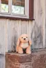 Steiff Berno Goldendoodle 36 béžový Náhled obrázku produktu 2