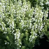 Stauden Gänge 5 x Salvia nemorosa 'Sensation White ®' im 1 Produktbild-Vorschau 6
