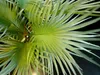 Europalms Fächerpalme Kunstpflanze 55cm 82509401 Náhled obrázku produktu 4