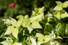 Cornus kousa chinensis 'Schmetterling', Blumen-Hartriegel, Produktbild-Vorschau 6