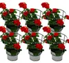 Geranien hängend - Pelargonium peltatum - 12cm Topf - Set Produktbild-Vorschau 1
