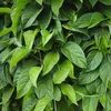 A close-up view of lush green leaves and vines. Produktbild-Vorschau