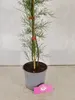 Tamarix tetandra, Tamariske, Höhe 80–100 cm, 2-Liter-Topf Produktbild-Vorschau 5
