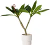 Plumeria czerwona Frangipani - Plumeria rubra - Wysokość Podgląd zdjęcia produktu 5