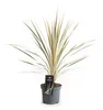 Keulenlilie Dazzler 80-100 cm - Cordyline Torbay Dazzler - Produktbild-Vorschau 1