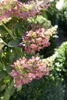 Hydrangea paniculata 'Pinky Winky', Rispenhortensie, Produktbild-Vorschau 13