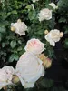 Rosa Madame Anisette ® - Edelrose Parfuma ®  Madame Produktbild-Vorschau 2