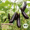 Samenliebe  Aubergine Samen | Violetta Lunga 3 - violett & Produktbild-Vorschau 4