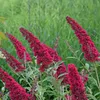 Green boutiQ - Gartenpflanze - Buddleja davidii Royal Red - Produktbild-Vorschau 5