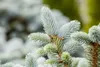 Blaufichte 40-60 cm, im Topf - Picea pungens glauca, Produktbild-Vorschau 3