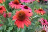 Stauden Gänge 3 x Echinacea purpurea ‚Cheyenne Spirit' - Produktbild-Vorschau 6