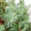 Bonsai - Pinus halepensis - Pino d'Aleppo - circa 7-8 anni Anteprima dell’immagine prodotto 3