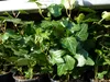 25 Stück Efeu Hedera helix 20 - 35 cm Heckenpflanze Produktbild-Vorschau 2