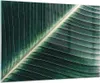 Bilder auf glas - Einteilig - Grün Blatt Tropisch - Produktbild-Vorschau 1