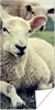MuchoWow® Poster Schaf - Lamm - Gras 60x120 cm - Produktbild-Vorschau 1
