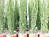 1 x Mittelmeerzypresse Cupressus Sempervirens Totem 100 - Produktbild-Vorschau 4