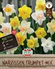SPERLI Maxi Trompeten-Narzissen Mischung Narcissus Produktbild-Vorschau 3