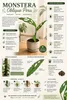 Monstera obliqua, Peru, ca. 20 cm – Zeldzame kamerplant met Productafbeelding-voorbeeld 2
