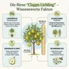 Clapps Liebling Birne Birnenbaum Obstbaum kleinbleibend Produktbild-Vorschau 2