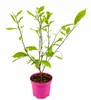 Magnolie Soulangeana 60–80 cm – Blühende Zierpflanze für Produktbild-Vorschau 4