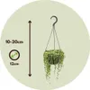 Erbsenpflanze - Senecio rowleyanus - Höhe 10-20cm - ⌀12cm Produktbild-Vorschau 2