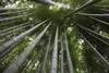 Bambù gigante Moso (Phyllostachys edulis)  - 20 semi Anteprima dell’immagine prodotto 2