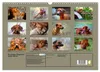 Rhodesian Ridgeback Augen-Blicke (Wandkalender 2027 DIN A3 Produktbild-Vorschau 2