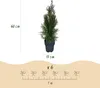 GreenboutiQ - Heckenpflanzen - Thuja occidentalis Smaragd - Produktbild-Vorschau 3